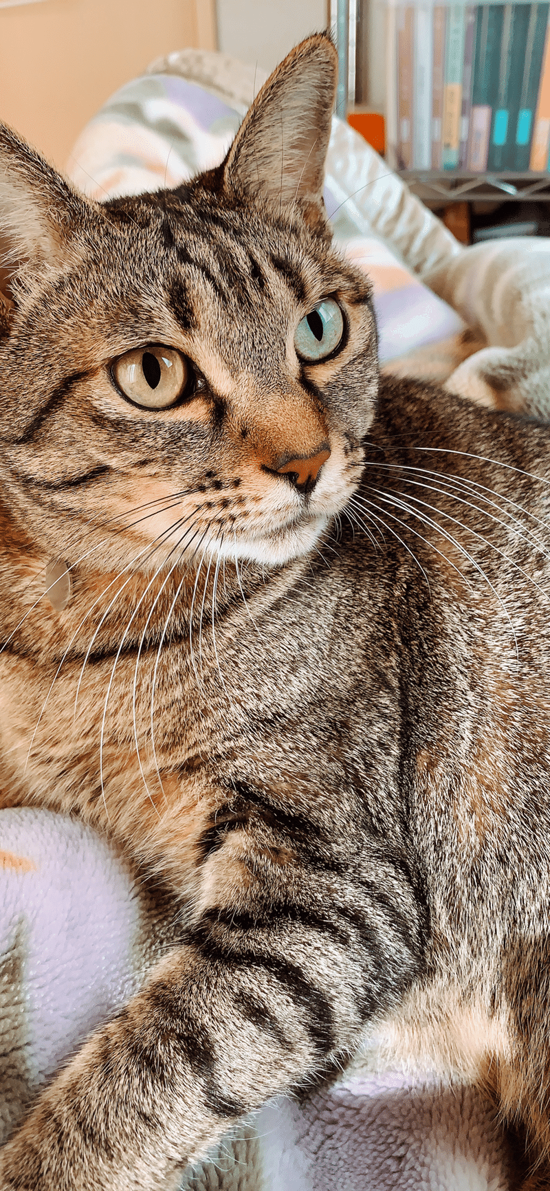 猫記事2 瞳の色 ぐりぐり Note