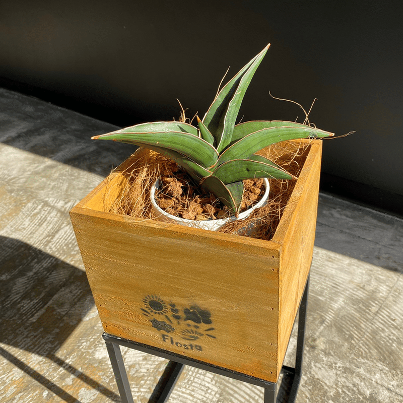 オフィスにある観葉植物 サンセベリア編 Flosta Inc Note