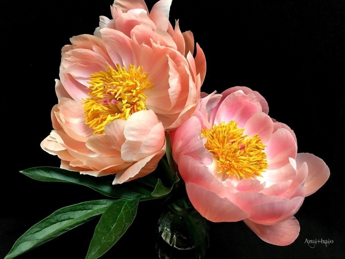 Peony Azul Halo Note Peony Azul Halo Note