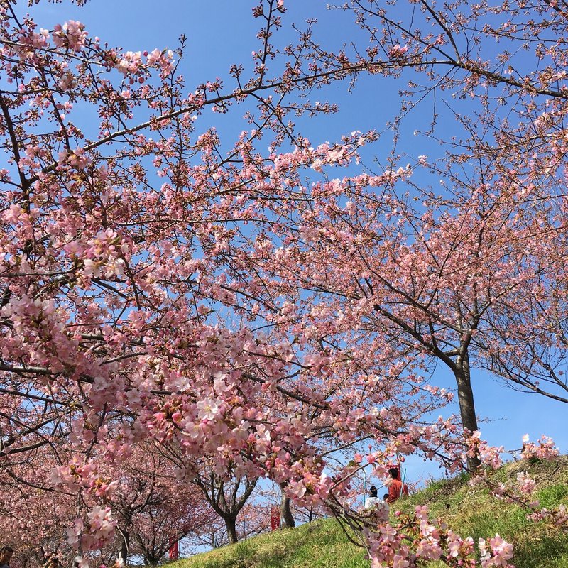 梅は百花の魁 せん Note