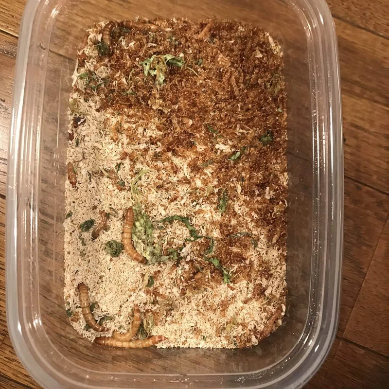 ミルワーム飼育 2 15 Day113 自家製ミルワーム太郎 Note