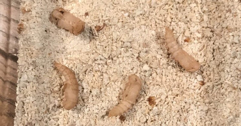 ミルワーム飼育 2 15 Day113 自家製ミルワーム太郎 Note ミルワーム飼育 2 15 Day113 自家製ミルワーム太郎 Note