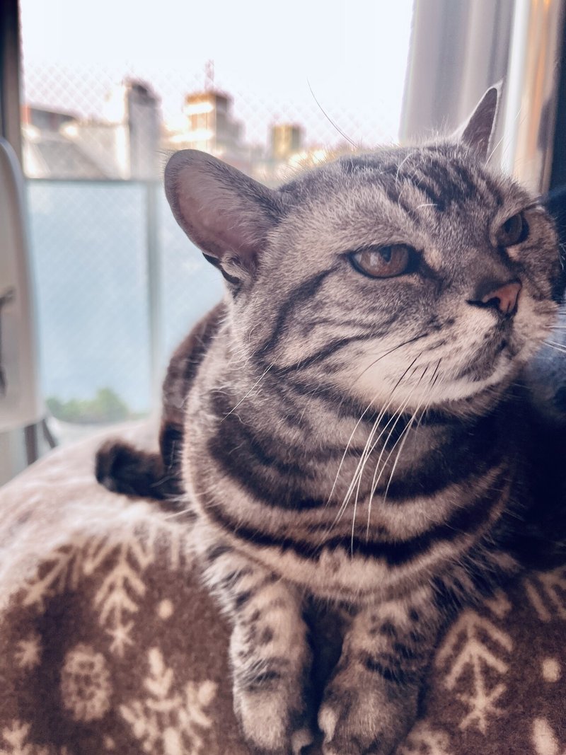 飼い主さんも楽になる 膝の上に乗るのが好きな猫用ブランケット 開発中 日の出毛織株式会社公式note Note 飼い主さんも楽になる 膝の上に乗るのが好きな猫用ブランケット 開発中 日の出毛織株式会社公式note Note