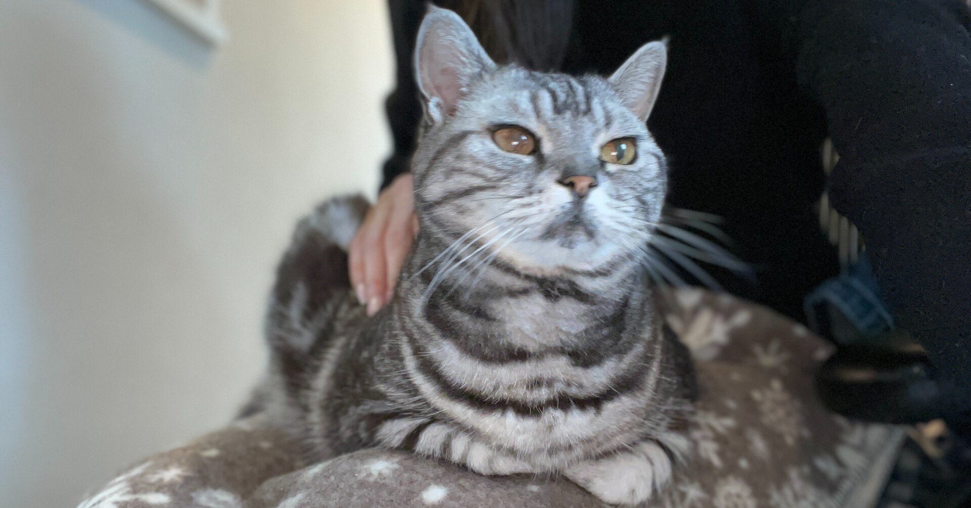 飼い主さんも楽になる 膝の上に乗るのが好きな猫用ブランケット 開発中 日の出毛織株式会社公式note Note 飼い主さんも楽になる 膝の上に乗るのが好きな猫用ブランケット 開発中 日の出毛織株式会社公式note Note