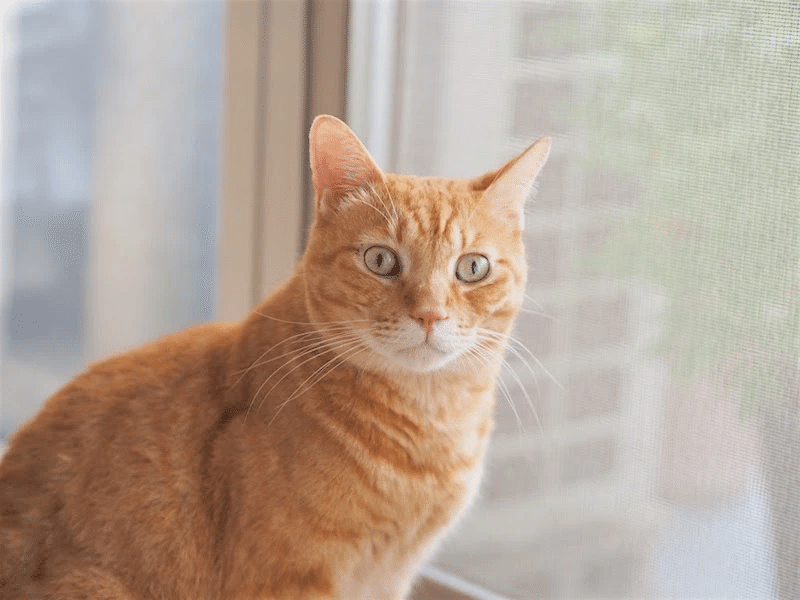 太陽が赤い トラは黄色 虹は7色 なのは日本人だけ 言語によって違う色彩表現 まき きしん 副業愛好家 Note