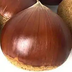 粒栗