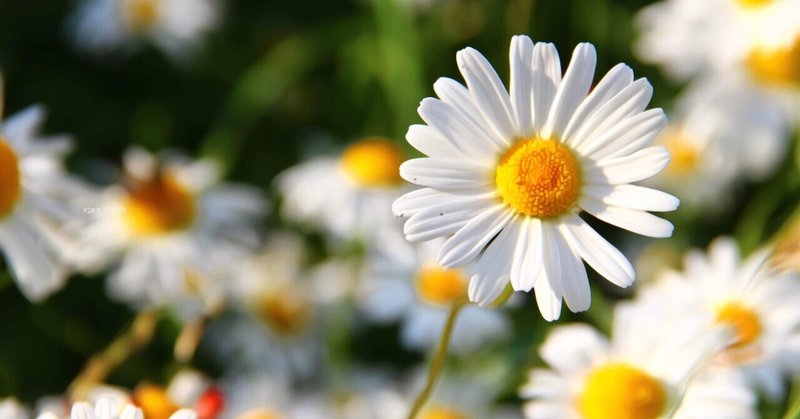 2月15日 誕生花は雛菊 誕生花短歌 御子柴 流歌 Note