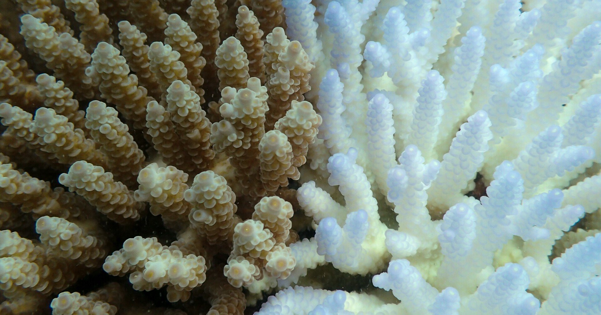 過酷な環境に適応したサンゴ Sea Seed 過酷な環境に適応したサンゴ Sea Seed