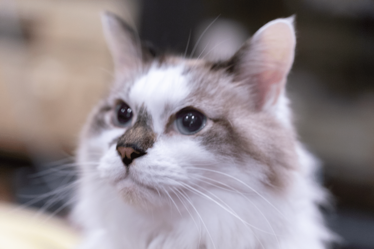 追悼アルバム茶白くんイケメン写真集 くろねこ Note