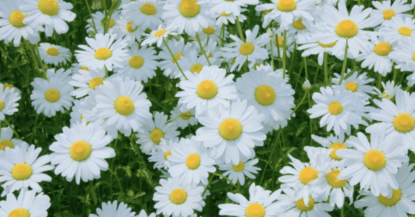 花束みたいな 恋と私の話 菜雪 Note