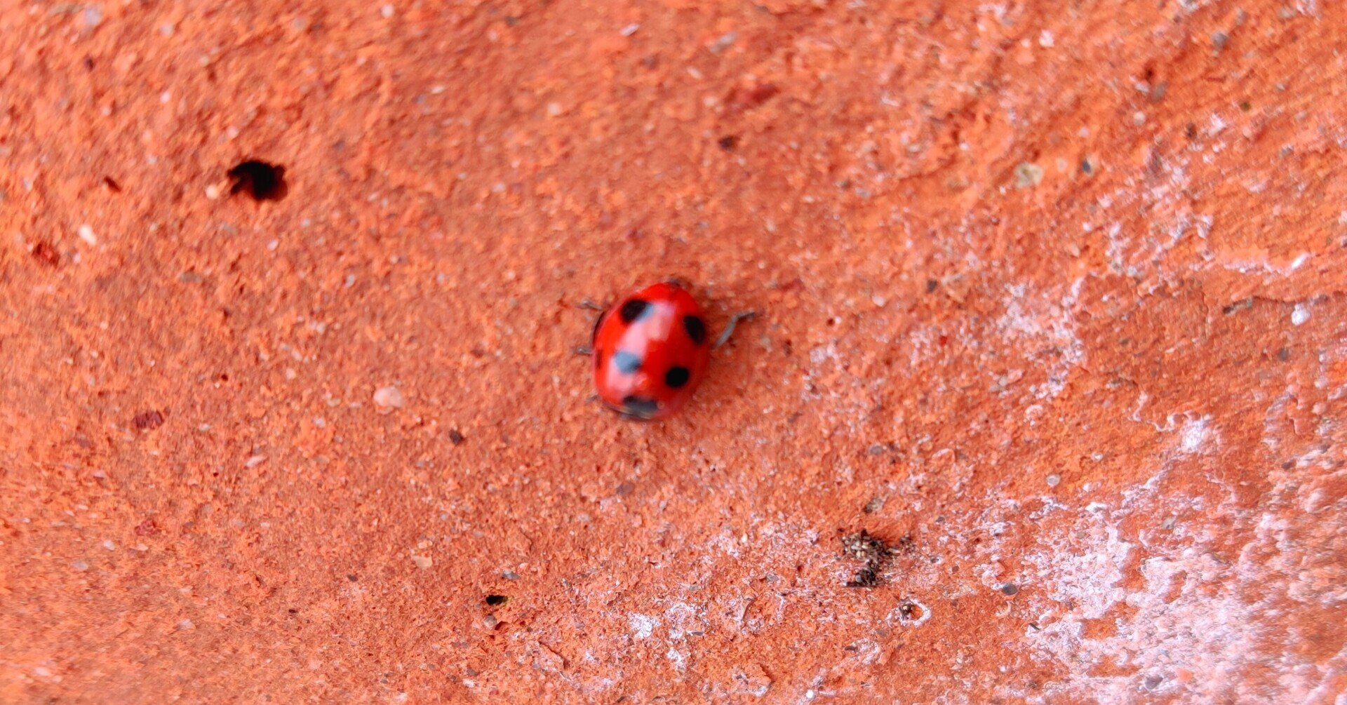 アブラムシを食べてくれて 無農薬栽培にも貢献しているてんとう虫 修家大雄 レストラン ラ フェ Note アブラムシを食べてくれて 無農薬栽培にも貢献しているてんとう虫 修家大雄 レストラン ラ フェ Note