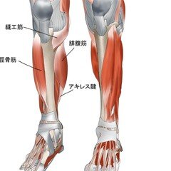 腓骨筋群の理学療法