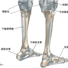足部の運動表現