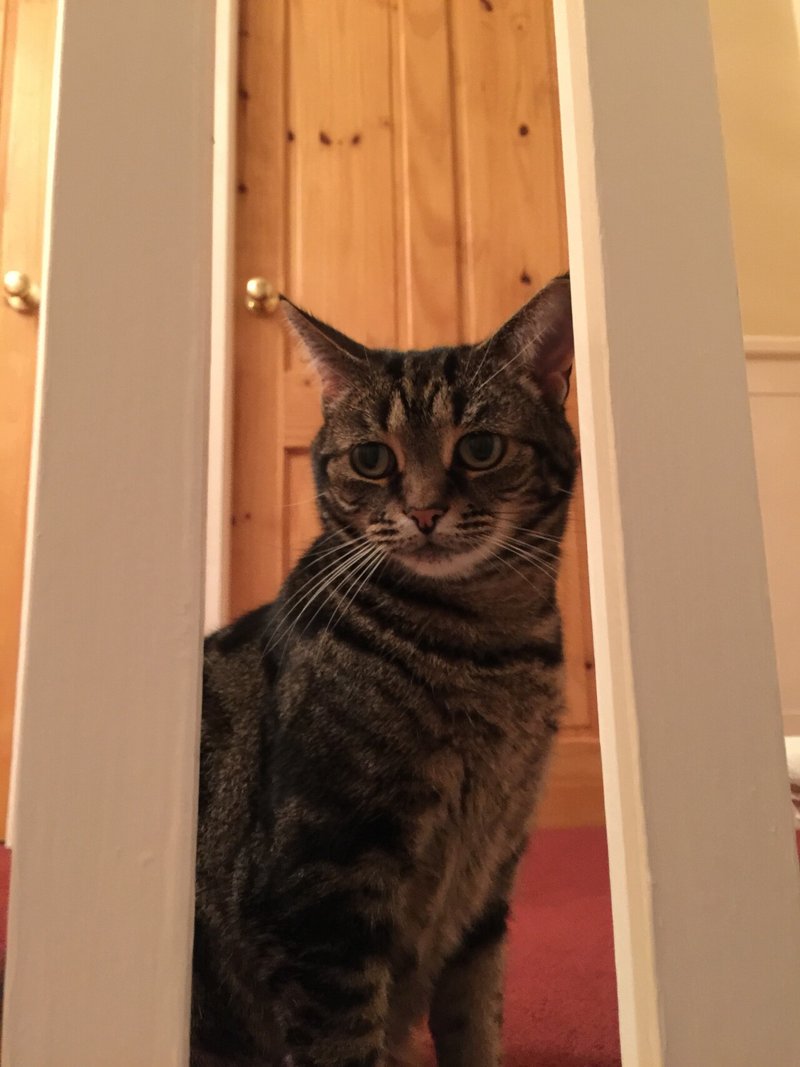 居候していた家の猫がいなくなった 海南 古い家 イギリスの田舎町 日本の暮らし Note