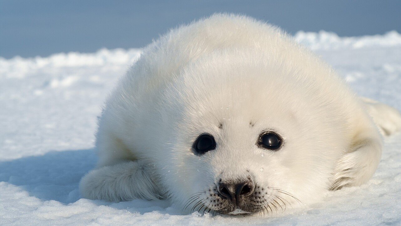 新型コロナワクチンって大丈夫 しろアザラシ Note