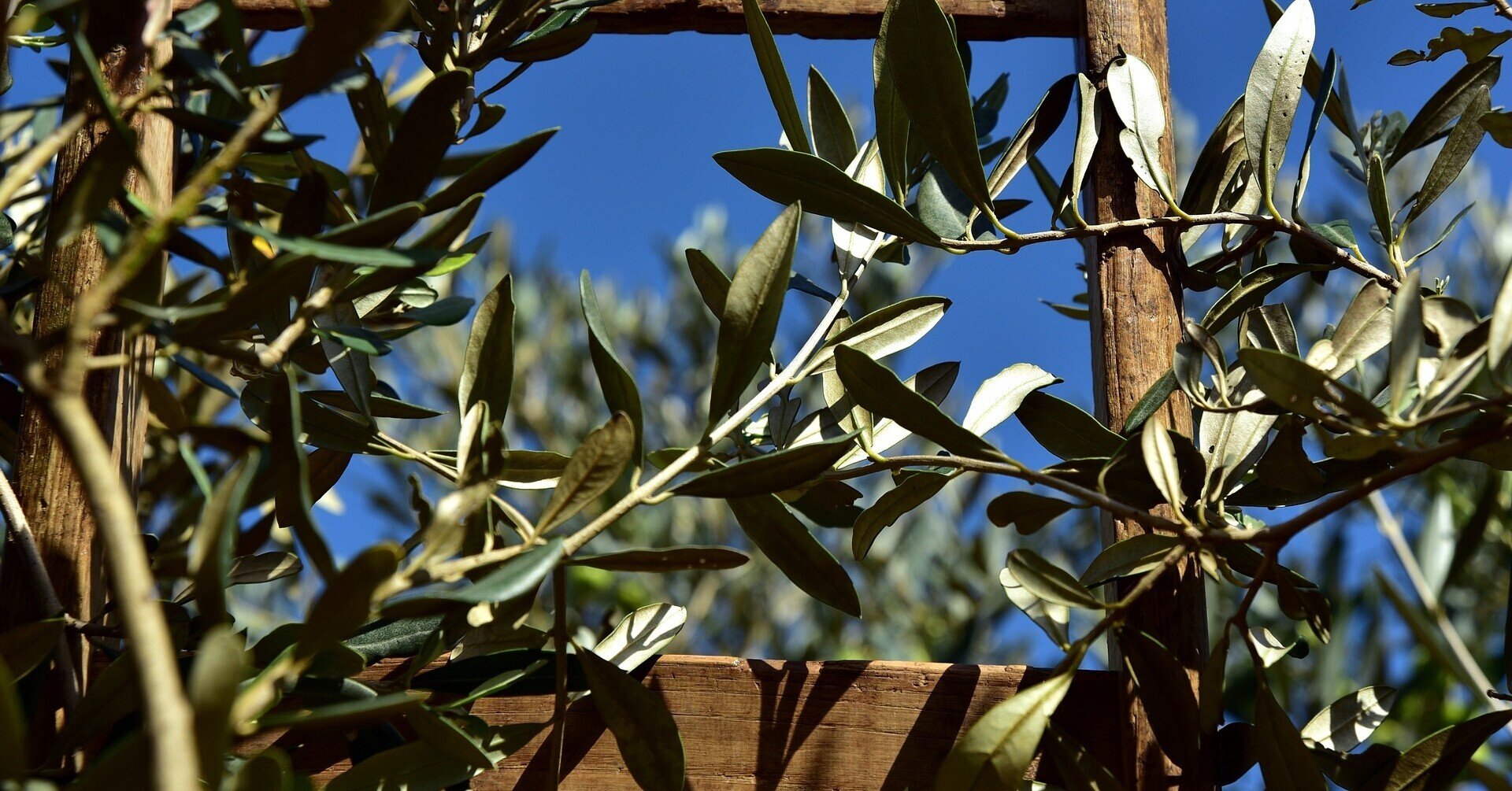 オリーブ挿し木 取り木で増やす方法と成功パターン オリーブ農家の日常 Note オリーブ挿し木 取り木で増やす方法と成功パターン オリーブ農家の日常 Note