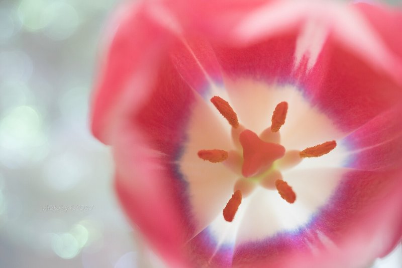 室内で撮影する花のシルエット写真 京本薫 アラフォー女性のためのファンが集まる集客術 Note 室内で撮影する花のシルエット写真 京本薫 アラフォー女性のためのファンが集まる集客術 Note