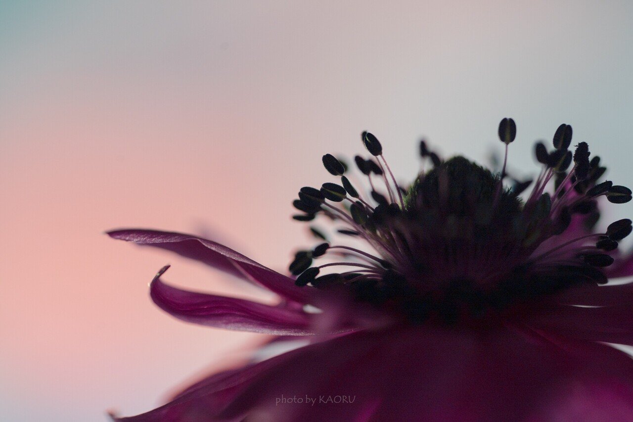 室内で撮影する花のシルエット写真 京本 薫 仕事を効率化しちゃう専門家 Note 室内で撮影する花のシルエット写真 京本 薫 仕事を効率化しちゃう専門家 Note