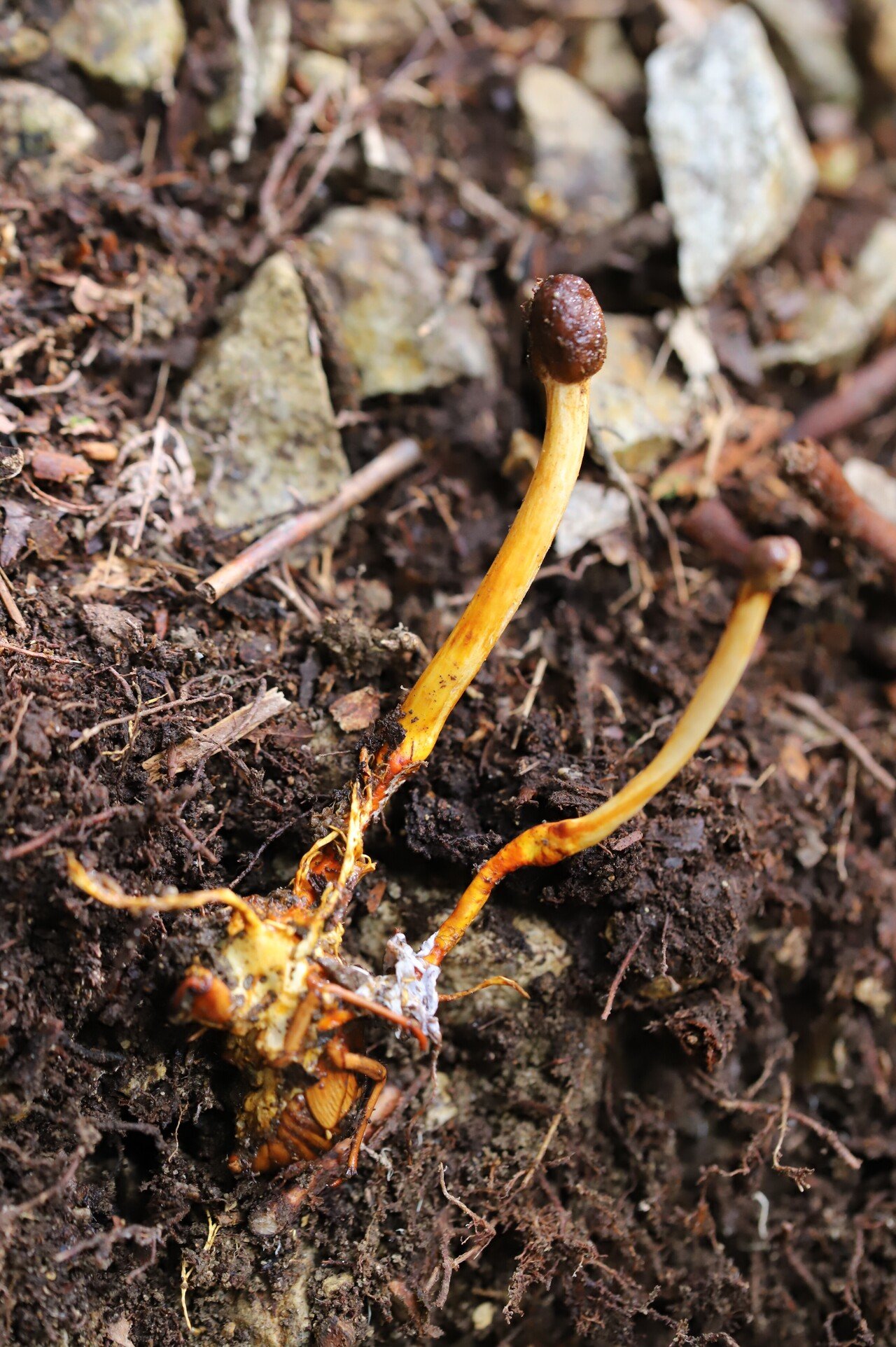 3 オオセミタケ｜Yoshitake Taro