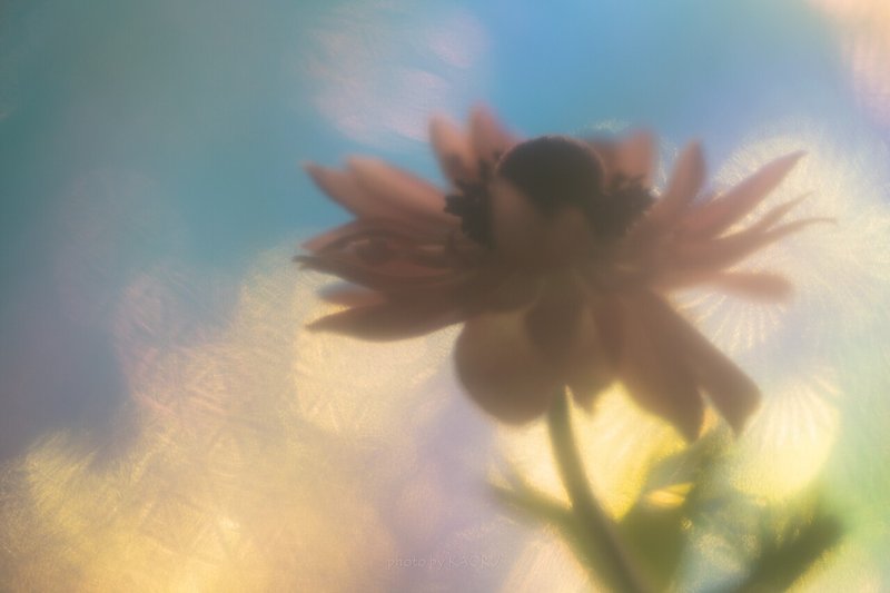 室内で撮影する花のシルエット写真 京本薫 ファンが集まる集客術 Note