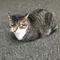 neko