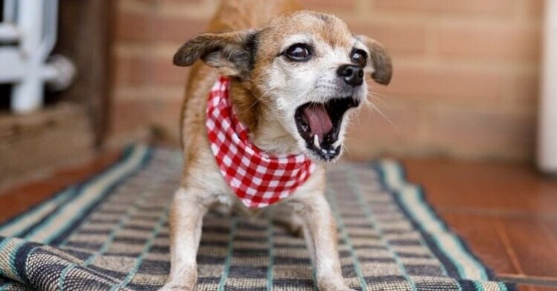 犬のしつけインストラクターが教える 室内犬の無駄吠え 原因や対処法 日本インストラクター技術協会 Note 犬のしつけインストラクターが教える 室内犬の無駄吠え 原因や対処法 日本インストラクター技術協会 Note