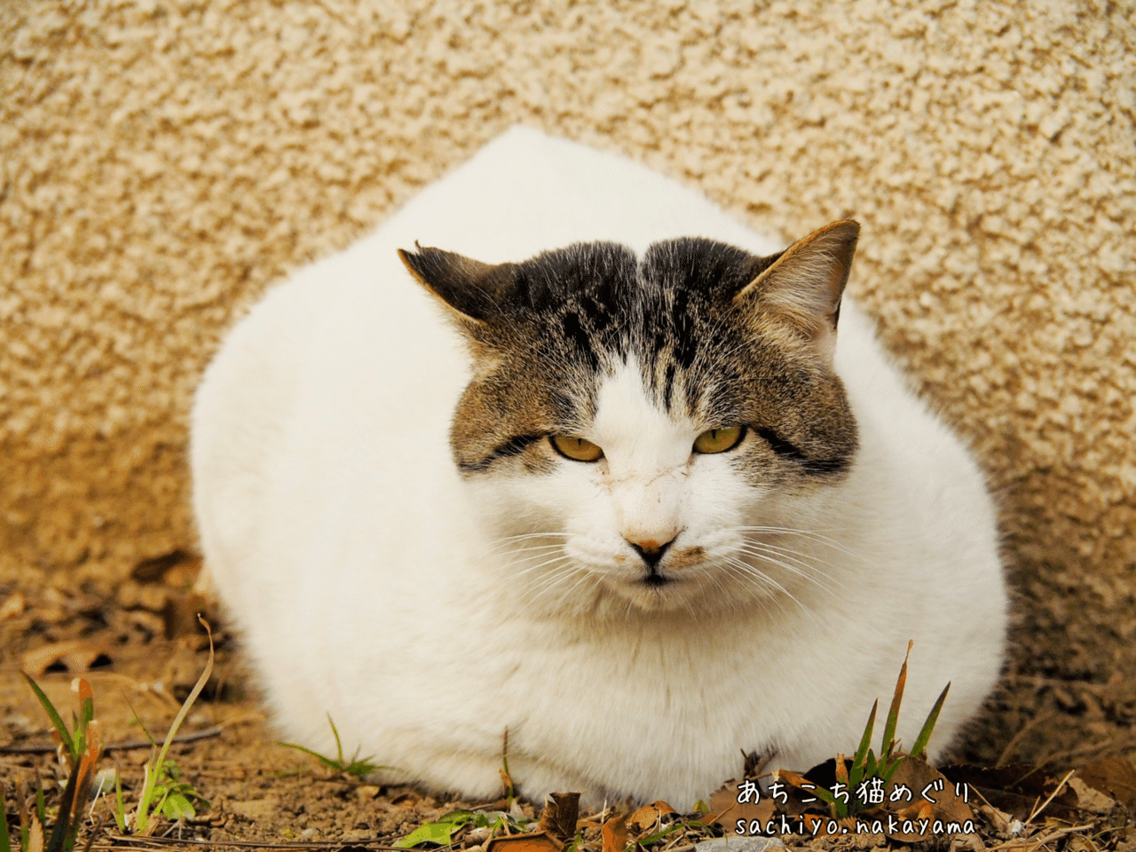 なんか面白い 猫写真家 中山祥代 Note
