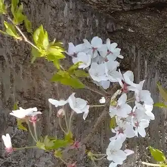 り。