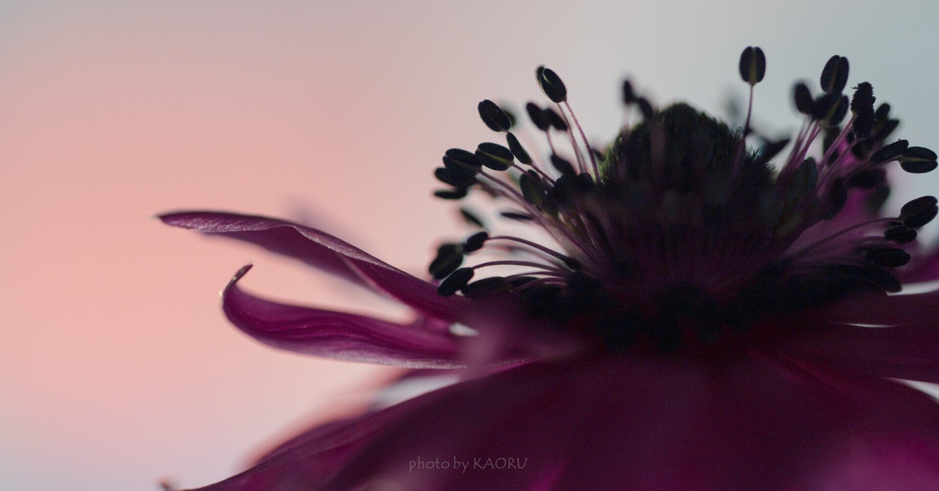 室内で撮影する花のシルエット写真 京本 薫 仕事を効率化しちゃう専門家 Note 室内で撮影する花のシルエット写真 京本 薫 仕事を効率化しちゃう専門家 Note