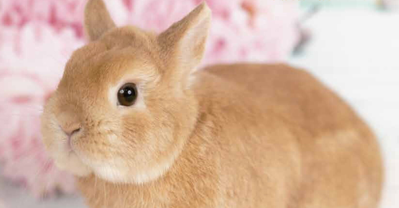 うさぎ愛にあふれる うさぎと暮らす 最新号2月19日発売 メディアパル Note