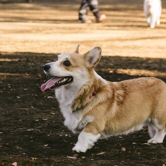 小型犬は散歩いらないよ に騙されないで 散歩と食事が健康の秘訣 福岡舞 Note