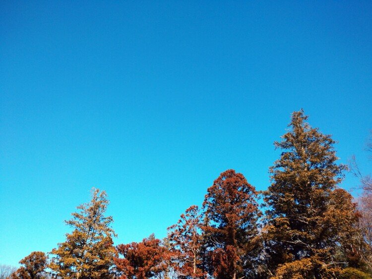 【今日の  聴き屋】～110日目～　どこまでも青い空。