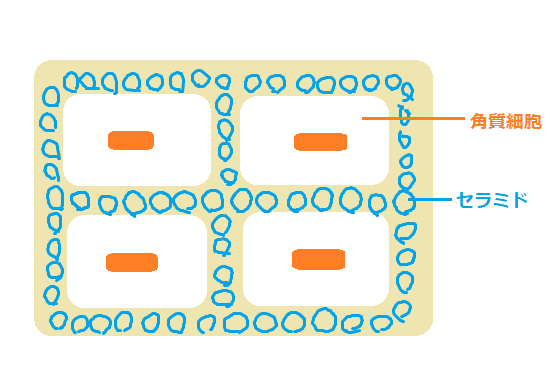 セラミド多い