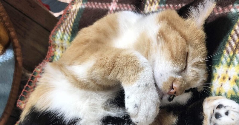 人間みたいにゴロゴロする猫と紅梅 猫様とごはん Note