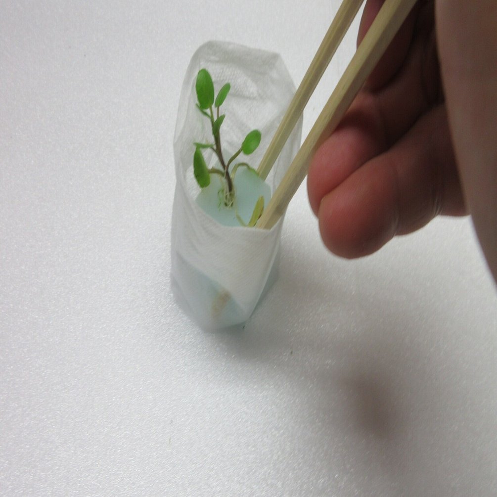 おウチでクレソン水耕栽培はできるのか お茶パックにスポンジ苗をセットします 21 2 16 ミズグチスイデンクレ村長 Note