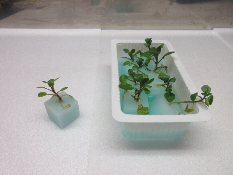 おウチでクレソン水耕栽培はできるのか お茶パックにスポンジ苗をセットします 21 2 16 ミズグチスイデン たつじ Note おウチでクレソン水耕栽培はできるのか お茶パックにスポンジ苗をセットします 21 2 16 ミズグチスイデン たつじ Note