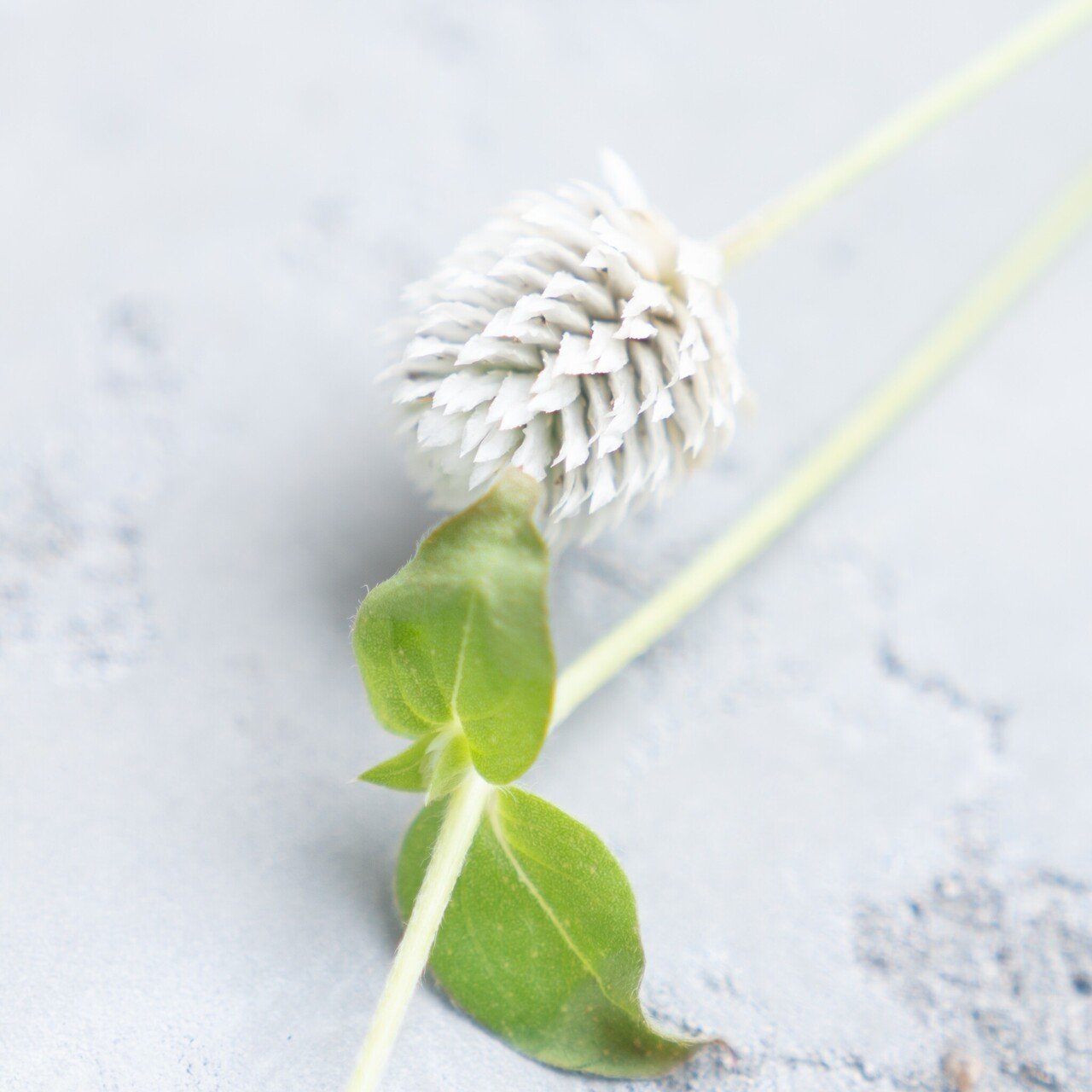 ドライフラワーにしやすいお花４０選 Greenpiece Note