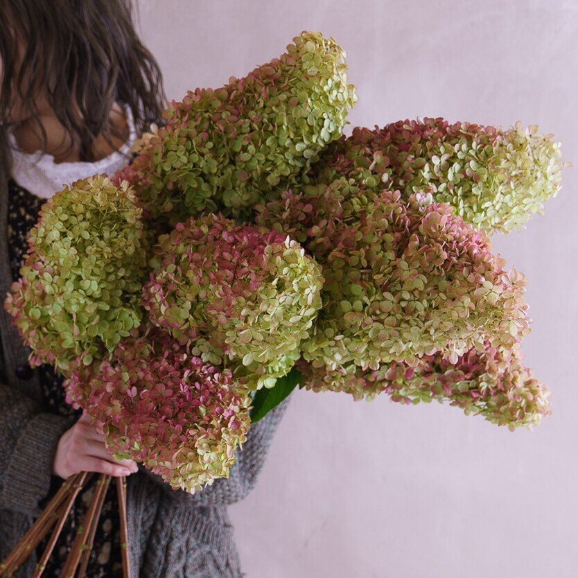 ドライフラワーにしやすいお花40選 Greenpiece Note ドライフラワーにしやすいお花40選 Greenpiece Note