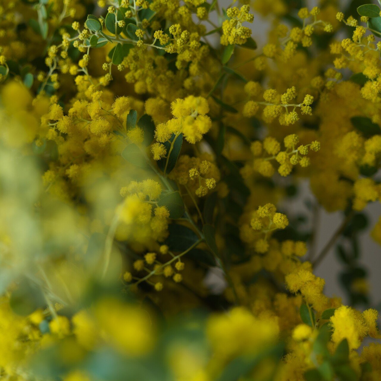 ドライフラワーにしやすいお花４０選 Greenpiece Note