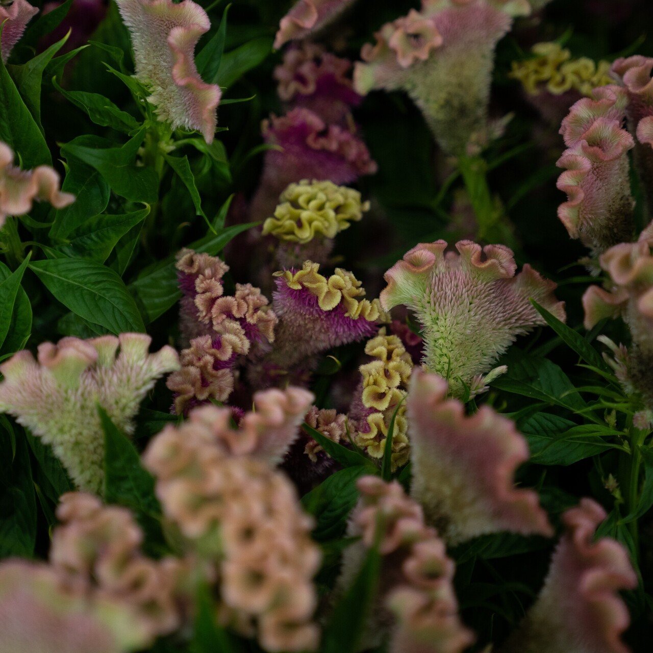 ドライフラワーにしやすいお花40選 Greenpiece Note ドライフラワーにしやすいお花40選 Greenpiece Note