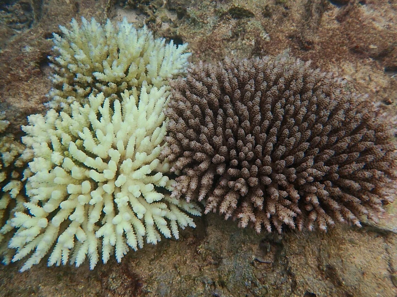 過酷な環境に適応したサンゴ Sea Seed