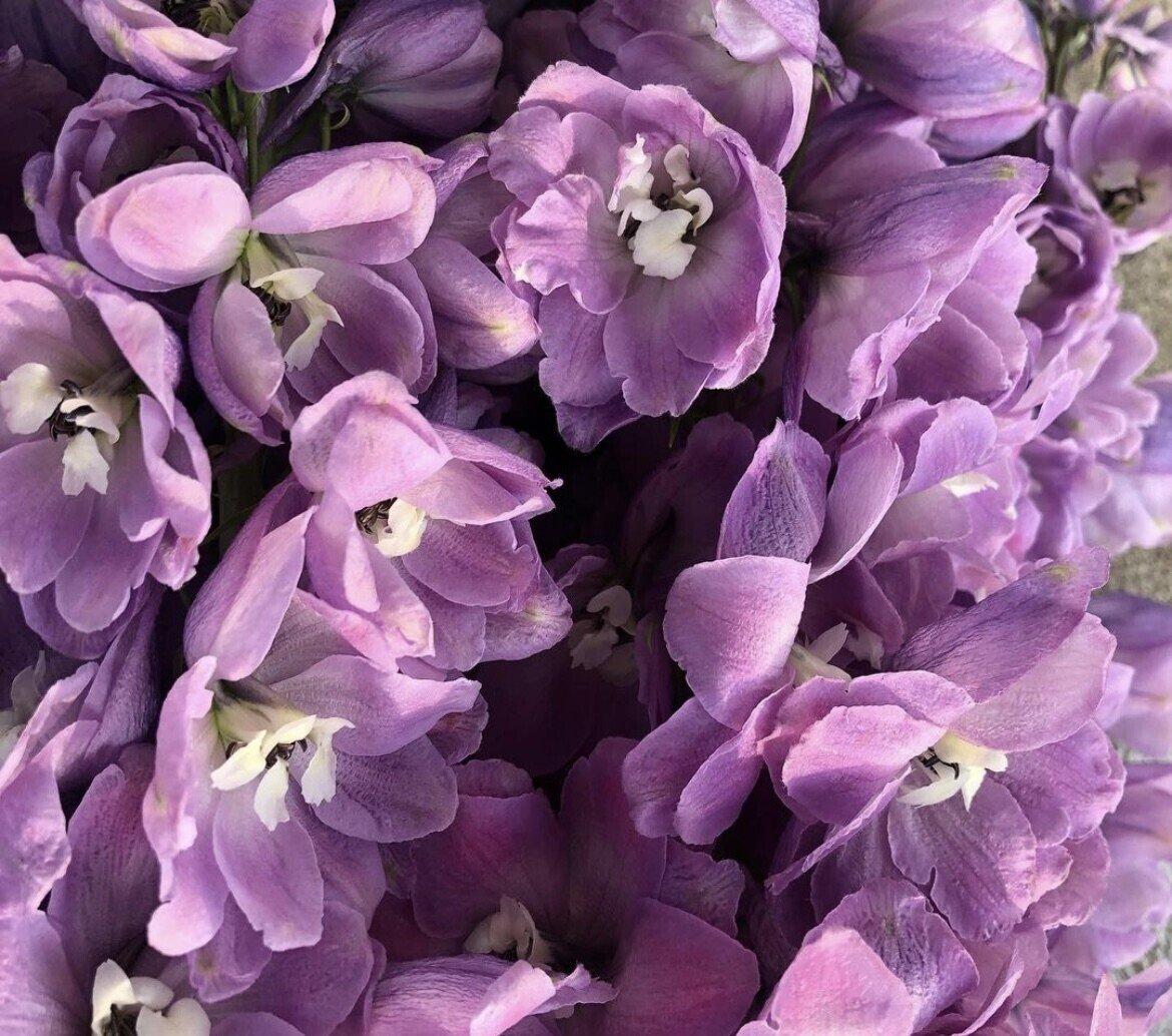 ドライフラワーにしやすいお花40選 Greenpiece Note ドライフラワーにしやすいお花40選 Greenpiece Note