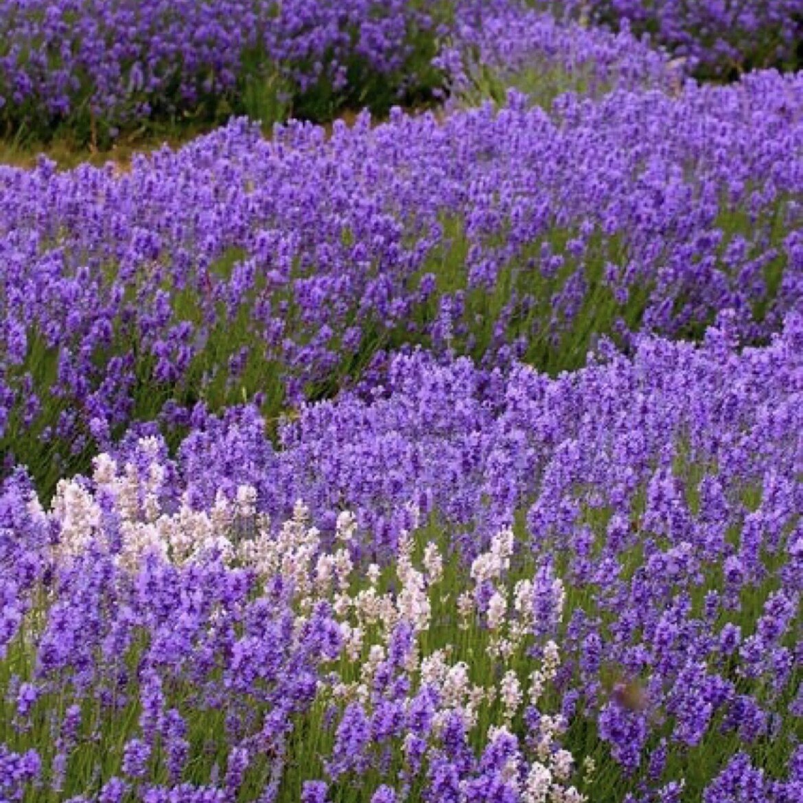 ドライフラワーにしやすいお花４０選 Greenpiece Note