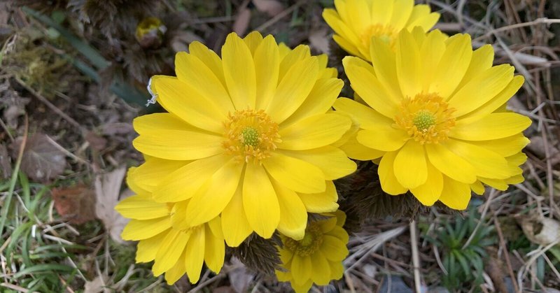 確定申告 完了 伊丹 脩 Itami Osamu Note