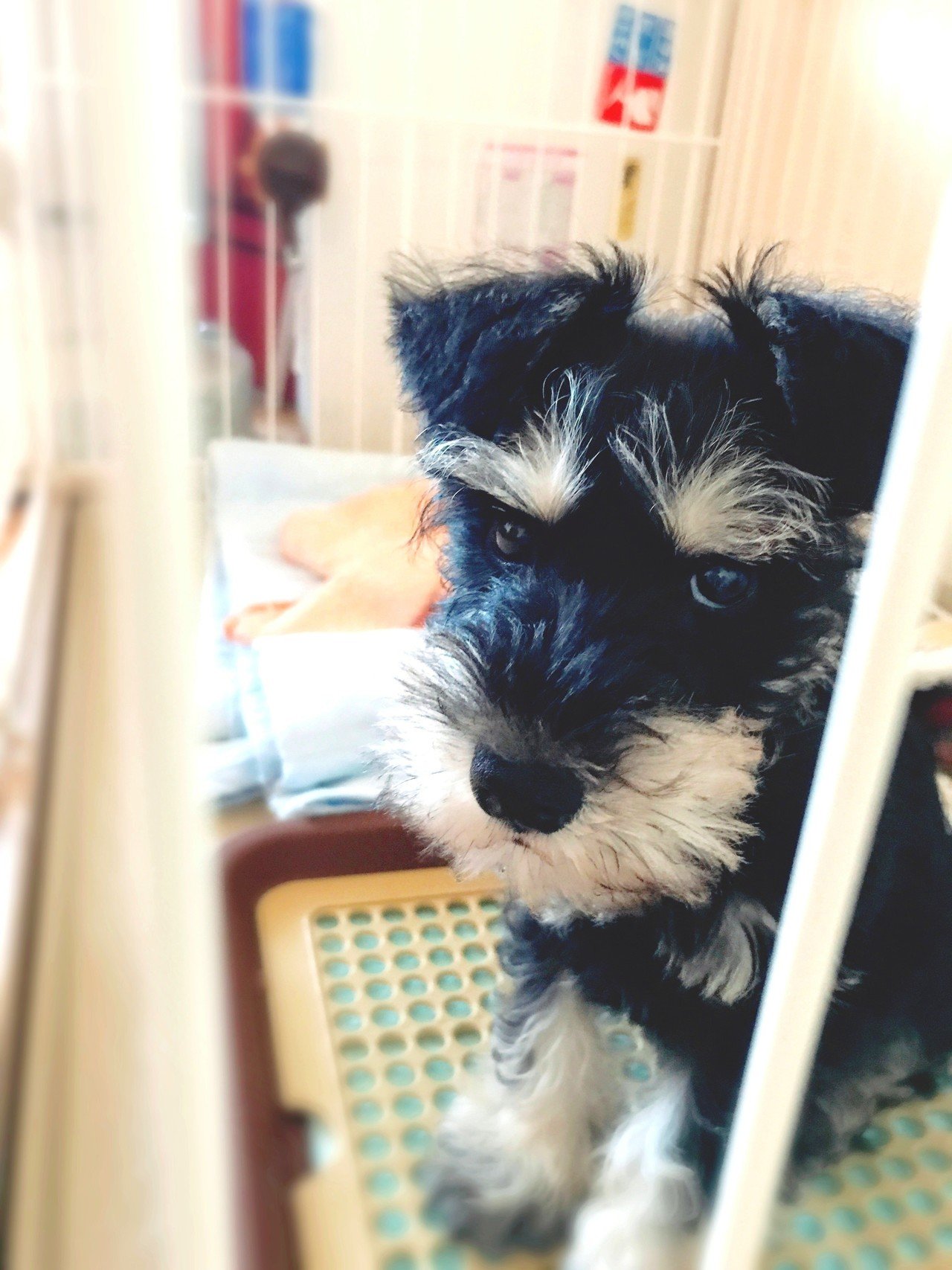 動物とおしゃべりする方法 田口ランディ Note 動物とおしゃべりする方法 田口ランディ Note