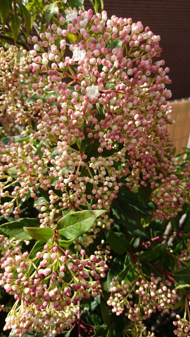 ビバーナム ティヌス 和名 ガマズミ 冬から春真っ盛りの開花まで 雑木の庭の苗木と草花ショップ ぞう木りん Note ビバーナム ティヌス 和名 ガマズミ 冬から春真っ盛りの開花まで 雑木の庭の苗木と草花ショップ ぞう木りん Note