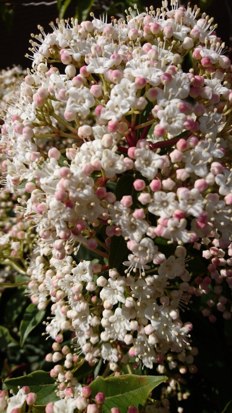 ビバーナム ティヌス 和名 ガマズミ 冬から春真っ盛りの開花まで 雑木の庭の苗木と草花ショップ ぞう木りん Note