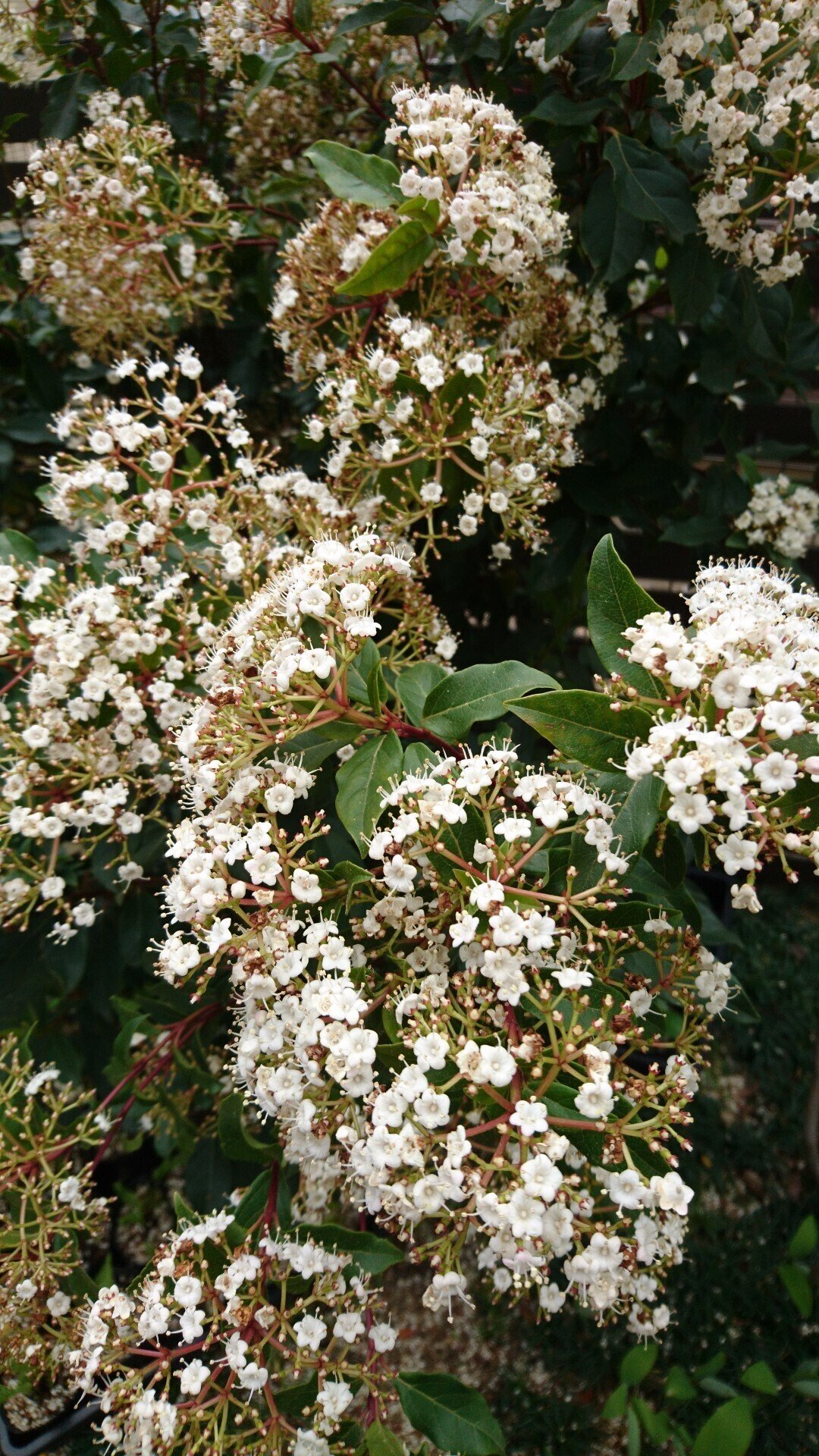 ビバーナム ティヌス 和名 ガマズミ 冬から春真っ盛りの開花まで 雑木の庭の苗木と草花ショップ ぞう木りん Note