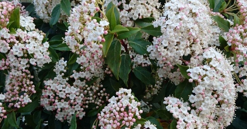 ビバーナム ティヌス 和名 ガマズミ 冬から春真っ盛りの開花まで 雑木の庭の苗木と草花ショップ ぞう木りん Note