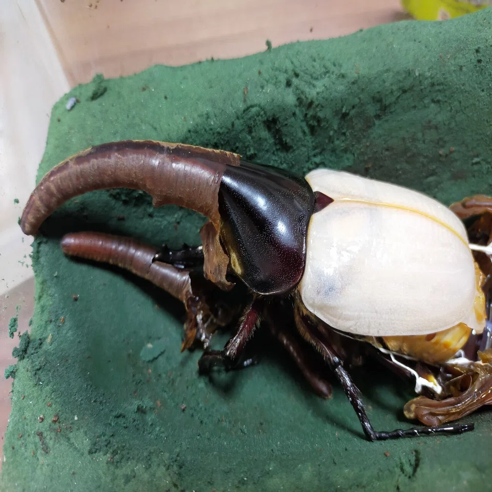 ヘラクレスオオカブトの羽化｜かめのめーめ